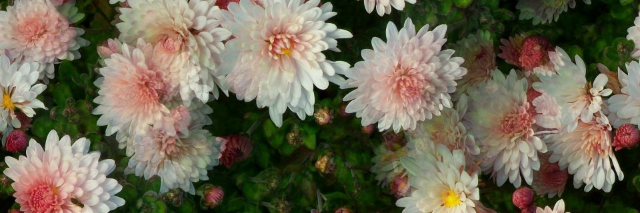 Cover image for post Victoria's Garden, by MilliePadigimus