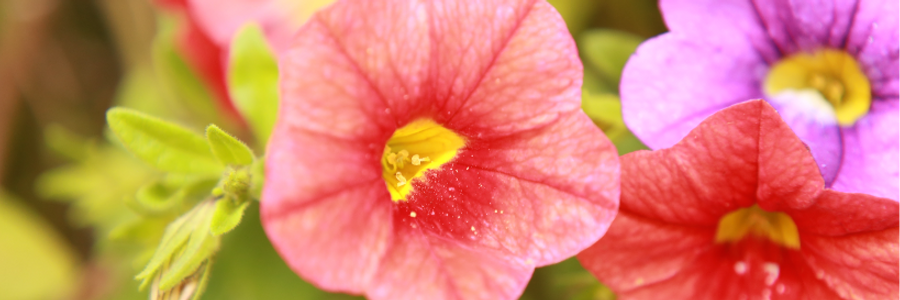 Cover image for post Petunias and Periwinkle, by PrettyScaries