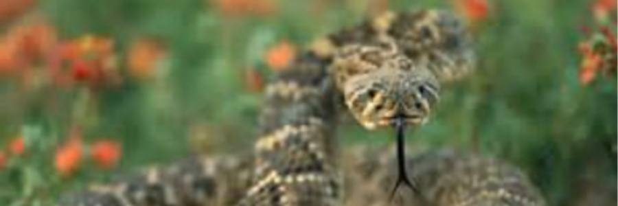 Cover image for post Prey, by Mariah