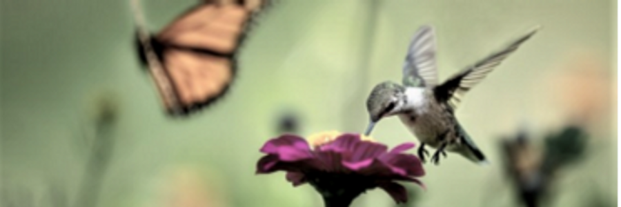 Cover image for post Rapture of Wings, by CynthiaCalder