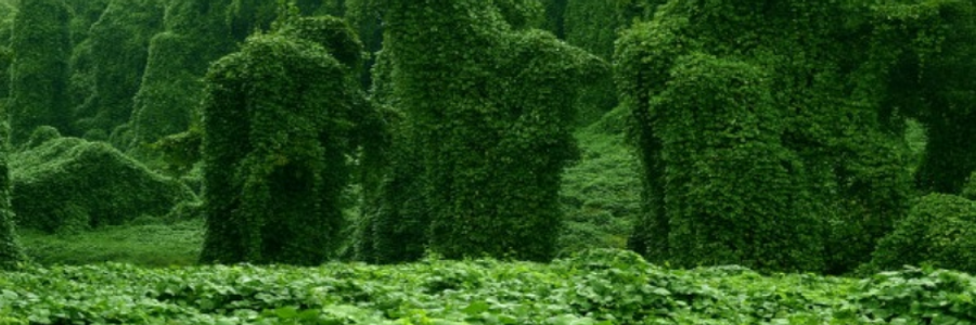 Cover image for post Kudzu, by Ferryman