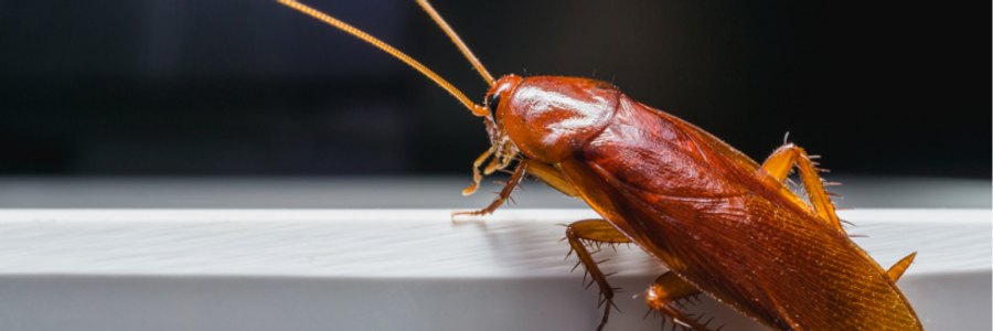 Cover image for post Is That a Roach?, by PrettyScaries