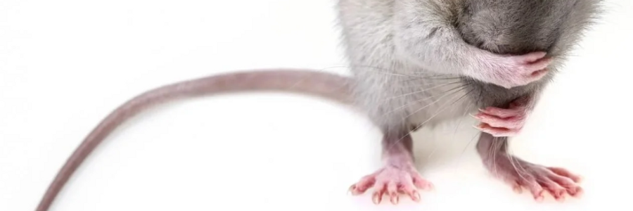 Cover image for post Día de la Muerte, by kNoTeS