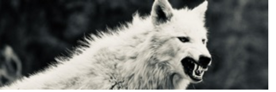 Cover image for post The Ghost, by BradfordPark