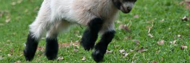 Cover image for post Glorious Morning!, by Schrieben_Wulf