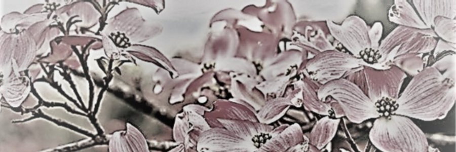 Cover image for post Dogwoods of Remembrance, by CynthiaCalder