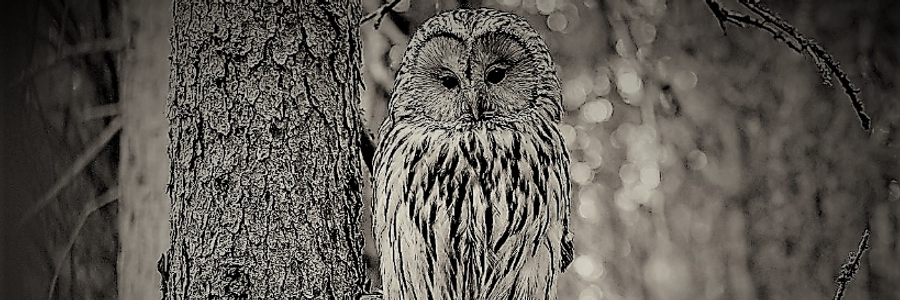 Cover image for post Luna, by CynthiaCalder