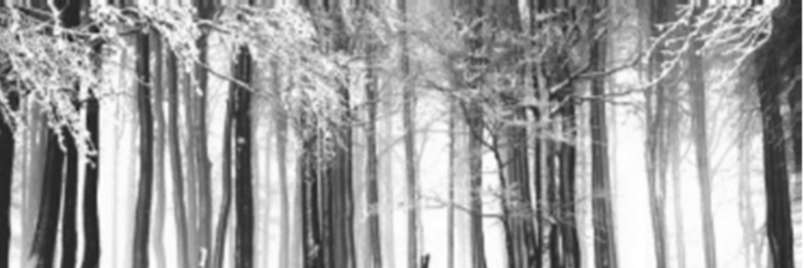 Cover image for post Winter Echoes, by CynthiaCalder