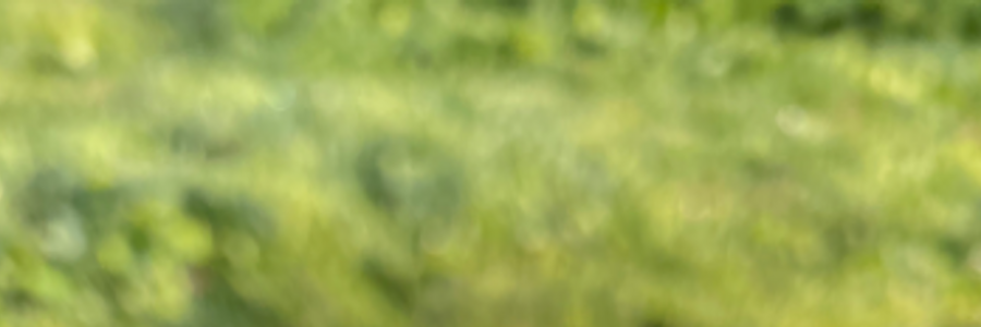 Cover image for post Eternal Blossom, by VT_Poetess