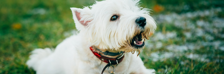 Cover image for post "Furry Surprises", by NoxEmber