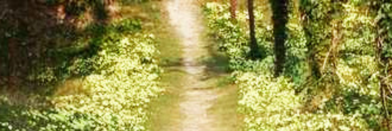 Cover image for post Primrose Path, by jh828