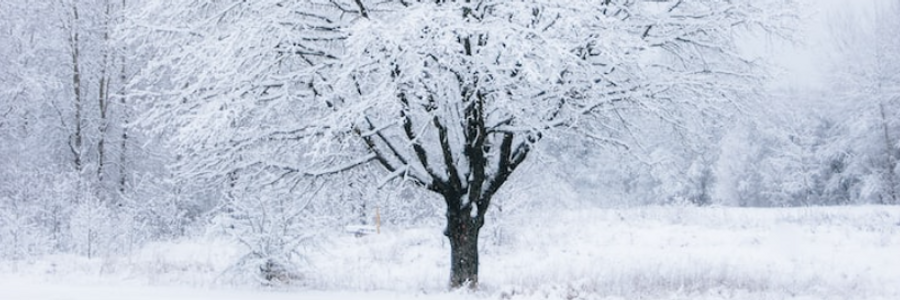 Cover image for post Carve Your Name into My Heart, by tinad