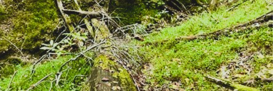 Cover image for post Crossing Fate, by PrettyScaries