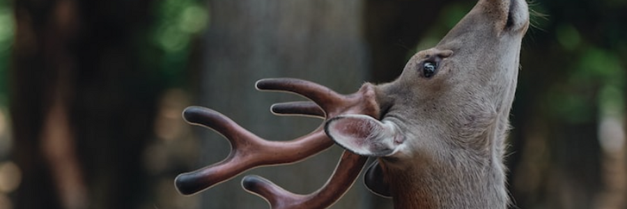 Cover image for post Oh, Deer!, by tinad