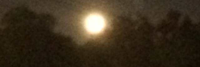 Cover image for post Demonaiko, by Schrieben_Wulf