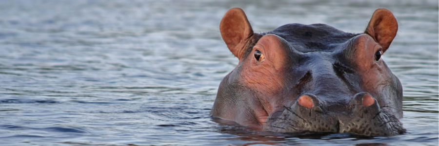 Cover image for post Tawa & Saanvi, by PrettyScaries