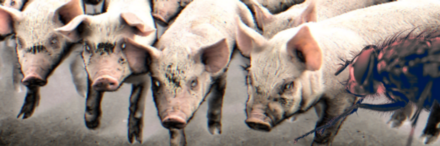 Cover image for post Herd of Pigs, by FarrellTimlake