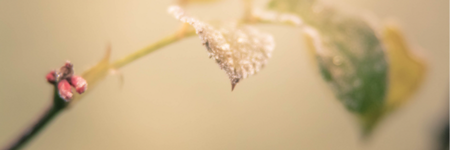 Cover image for post Leaves Aside, by PrettyScaries