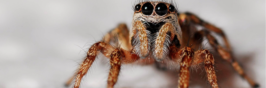 Cover image for post Malachi, by PrettyScaries