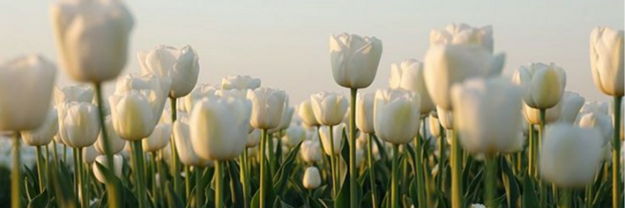 Cover image for post past trauma, by THOUFI