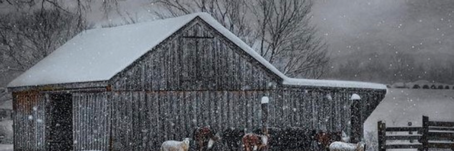 Cover image for post First Snow, by BradfordPark