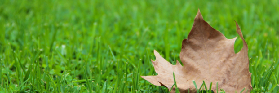 Cover image for post September, by BradfordPark