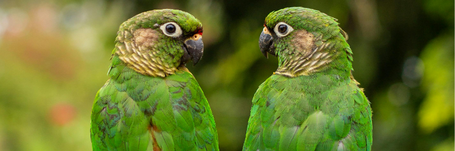 Cover image for post Dear Plexi,, by PrettyScaries