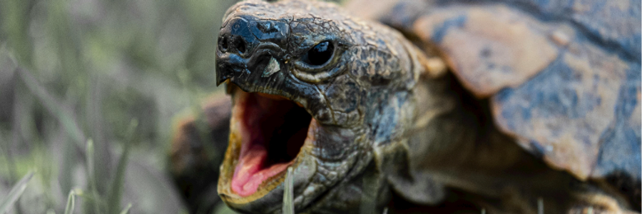 Cover image for post Turtle Time, by PrettyScaries