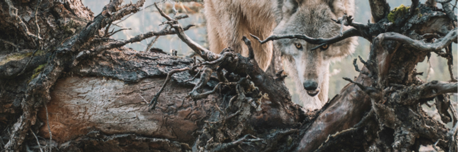 Cover image for post Work Alone, by KassandraDick