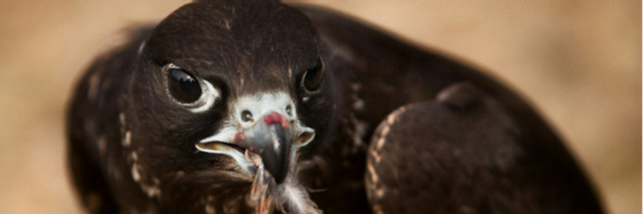 Cover image for post Call Me Mouse, by KassandraDick