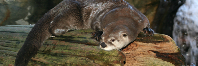 Cover image for post Lutra = Lou Trah, by Schrieben_Wulf