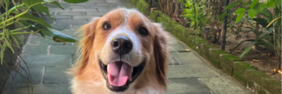 Cover image for post I don't know what. April 15, 2024
, by TheNAZ