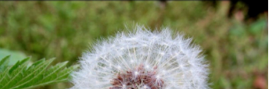 Cover image for post The Wish, by EmeraldLily