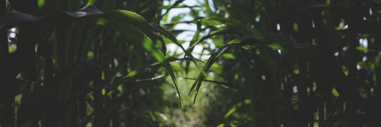 Cover image for post After Reading (Between) the Lines, by BriannaKathleen