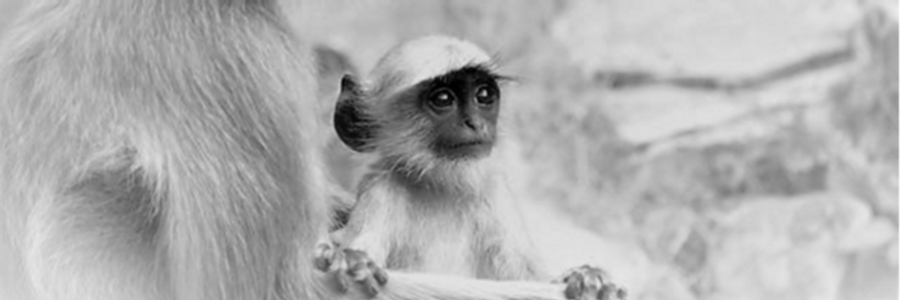 Cover image for post My Little Monkey, by CynthiaCalder