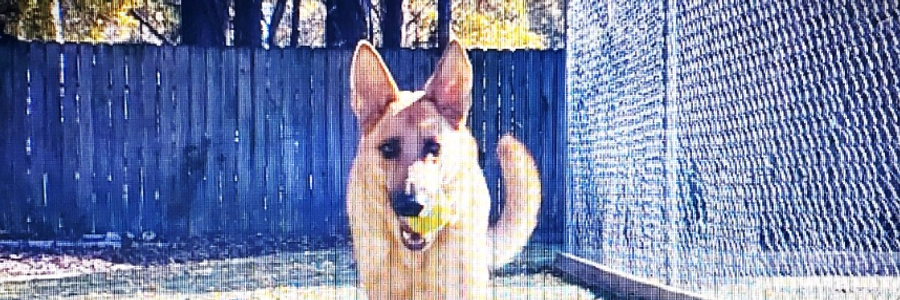 Cover image for post Houston, by dianetex