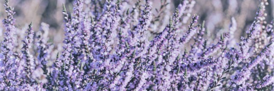 Cover image for post Heather , by CynthiaCalder