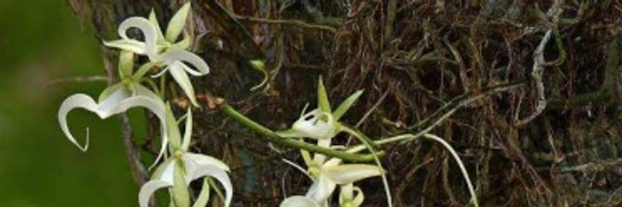 Cover image for post Ghostly Flower, by NoreenSerong