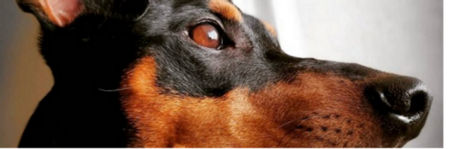 Cover image for post To Be Had, by um