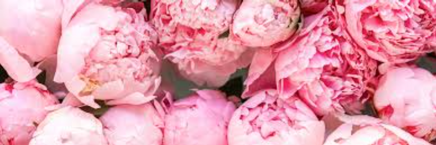 Cover image for post I love peonies., by TheOliveTree
