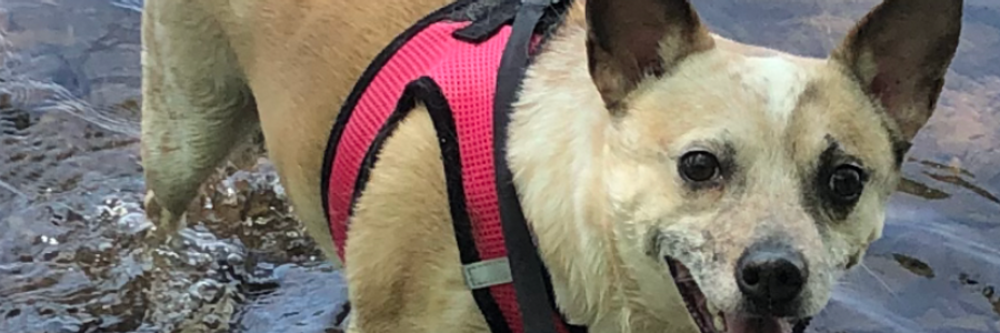 Cover image for post Bio of my Bestie, by Wildhorses