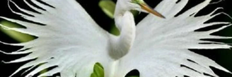 Cover image for post ~Spring Buds~, by um