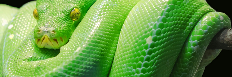 Cover image for post Obsessed, by PrettyScaries