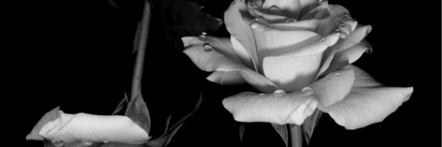 Cover image for post ...By Any Other Name, by AliciaUecker