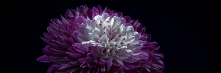 Cover image for post Fifteen seconds to violet, by Dolores