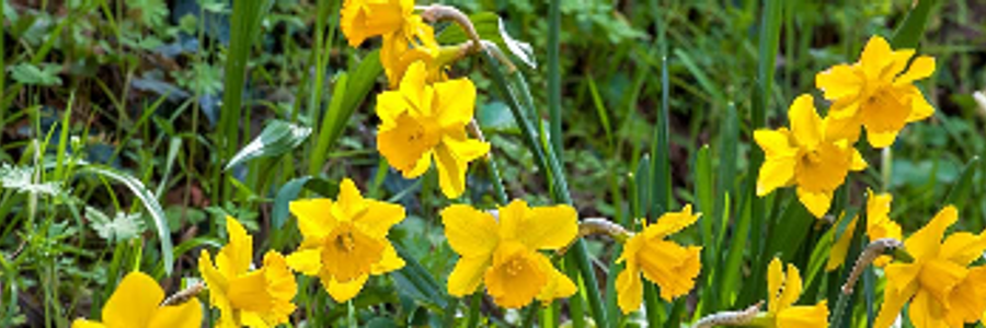 Cover image for post Idealize, Devalue, Discard, by facsimile