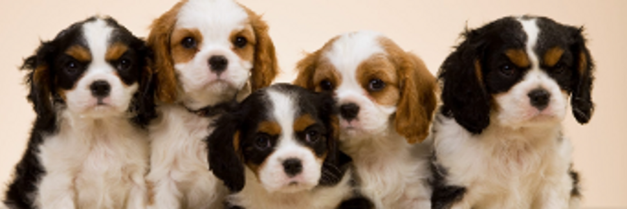 Cover image for post Oh look, Puppies!, by Vyxyn