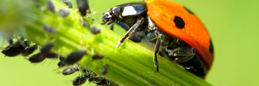 Cover image for post Gathering..., by LARGE