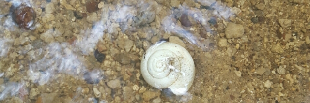 Cover image for post cell by stephen king, by estein42