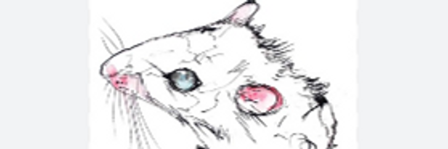 Cover image for post RAT, by Ajs